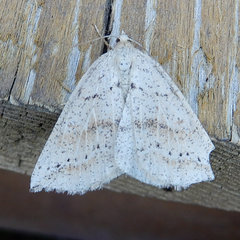 Thallophaga hyperborea