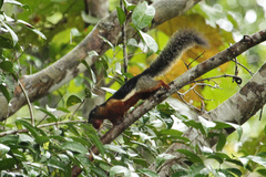 Callosciurus prevostii