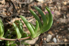 Ruschia schollii