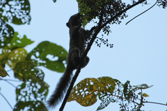 Callosciurus caniceps