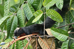 Callosciurus prevostii pluto