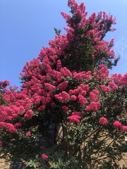 Lagerstroemia indica