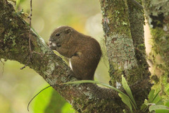 Callosciurus orestes