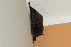 Pipistrellus abramus