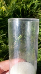 Odontopodisma decipiens