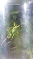 Odontopodisma decipiens