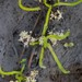 Lilaeopsis occidentalis - Photo (c) Daniel Stewart,  זכויות יוצרים חלקיות (CC BY-NC), uploaded by Daniel Stewart