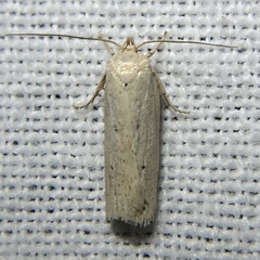 Gonioterma mistrella