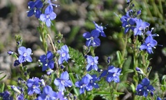 Veronica fruticans