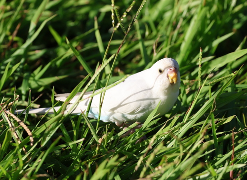 Melopsittacus undulatus, 2024-09-12
