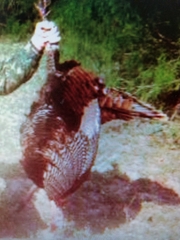 Meleagris gallopavo intermedia