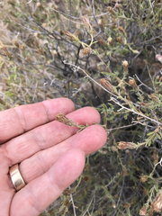 Brickellia frutescens