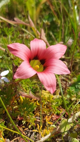 Darling Froetang (Romulea eximia)