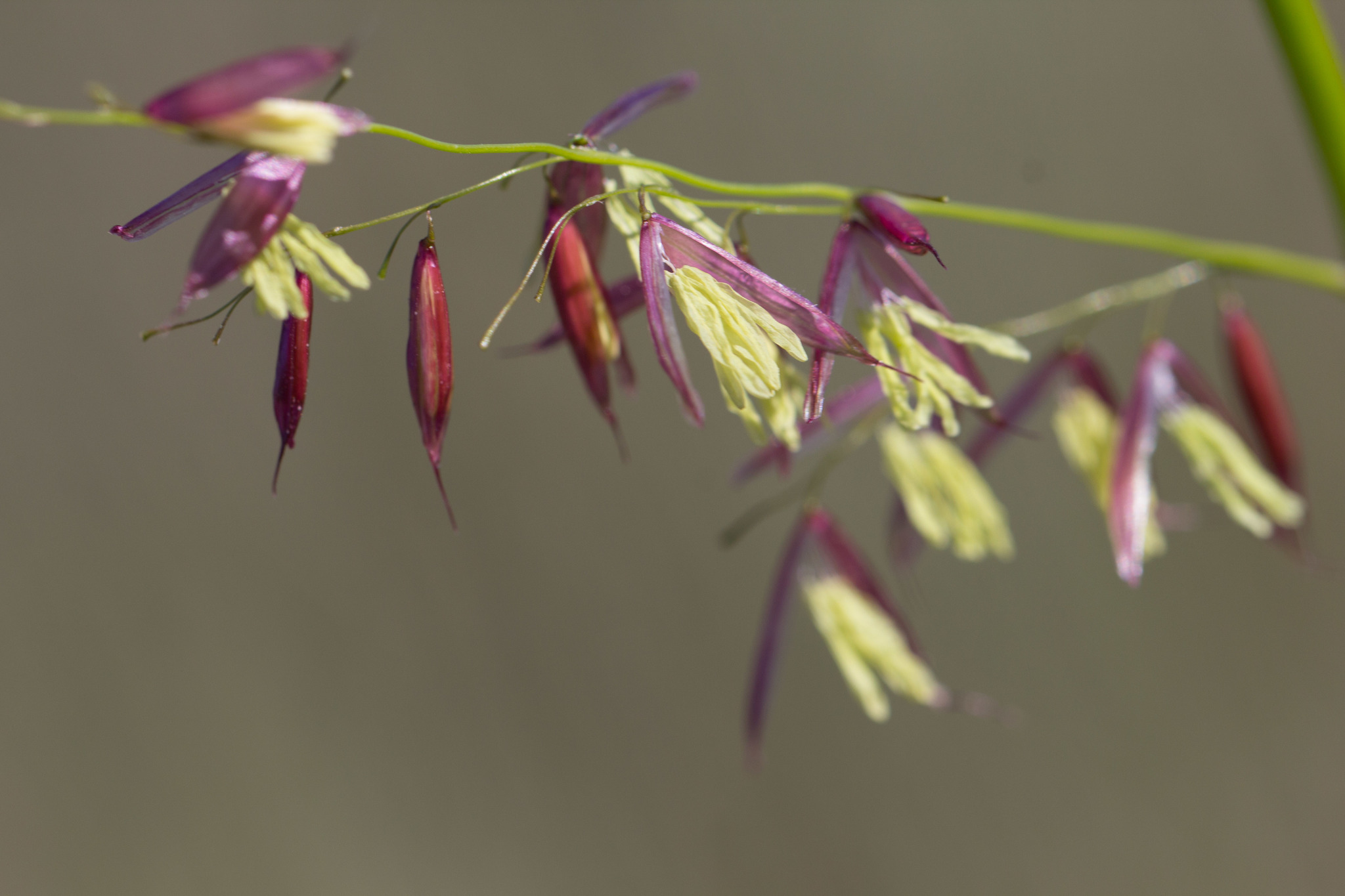 Zizania palustris