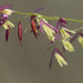 Northern Wild Rice - Photo (c) Daniel Stewart, some rights reserved (CC BY-NC), uploaded by Daniel Stewart