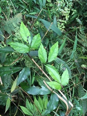 Tetrastigma hemsleyanum