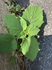 Physalis grisea