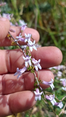 Image of Cyphia digitata by (c) Jacques van der Merwe, some rights reserved (CC BY-SA)