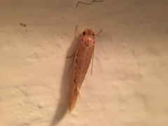Ypsolopha sp-sw