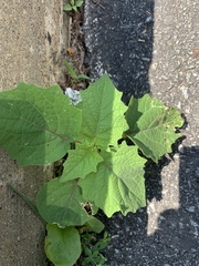 Physalis grisea