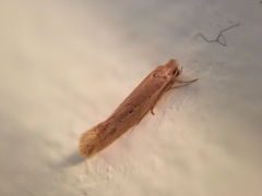 Ypsolopha sp-sw