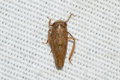 Paraphlepsius continuus
