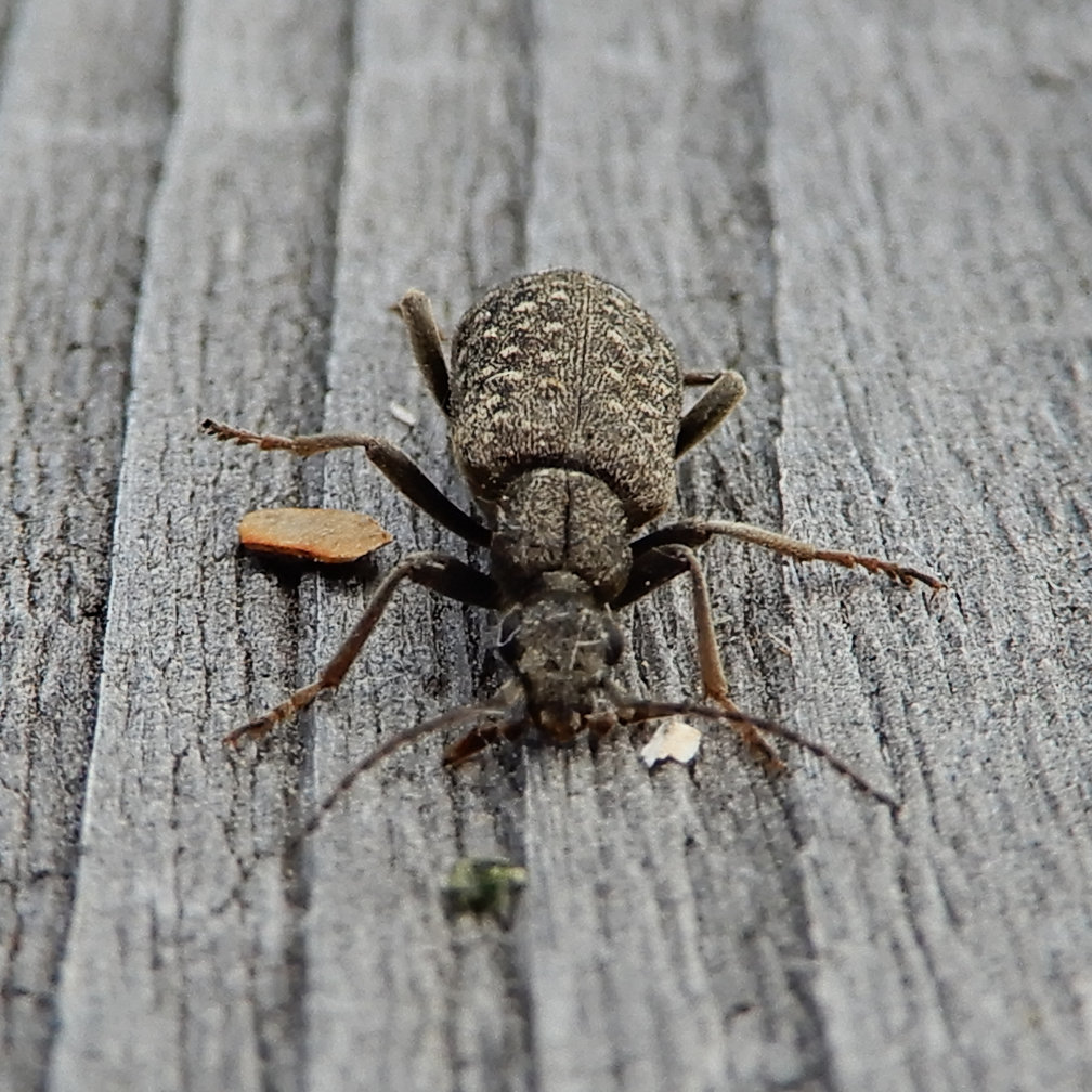 Pergetus campanulatus