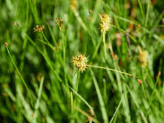 Carex flava