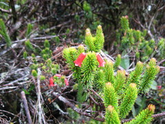 Rhododendron ericoides
