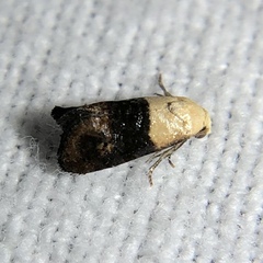 Eugnosta erigeronana