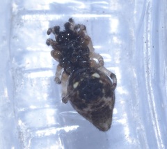 Cyclosa turbinata