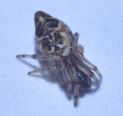 Cyclosa turbinata