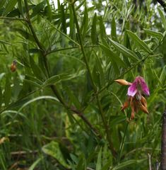 Vicia megalotropis
