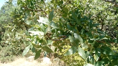 Pistacia atlantica mutica