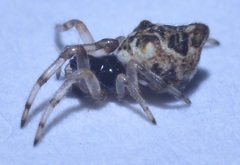 Cyclosa turbinata