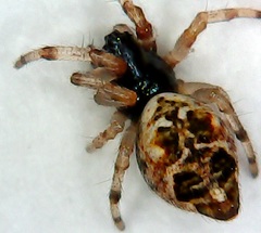 Cyclosa turbinata