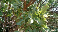 Pistacia atlantica mutica