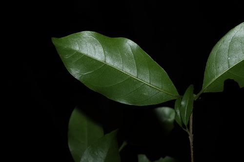 Image of Hodgkinsonia ovatiflora by (c) Greg Tasney, some rights reserved (CC BY-SA)