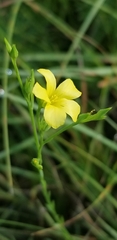 Linum sulcatum