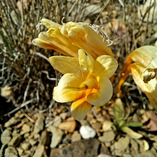 Showy Kammetjie (Freesia speciosa)