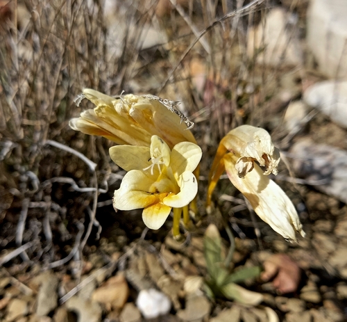 Image of Freesia speciosa by (c) kevin koen, some rights reserved (CC BY-SA)