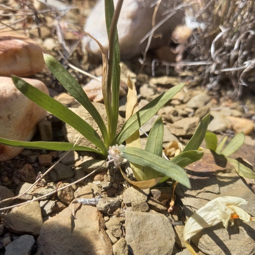 Image of Freesia speciosa by (c) kevin koen, some rights reserved (CC BY-SA)