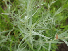 Artemisia dracunculus glauca