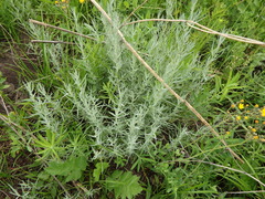 Artemisia dracunculus glauca
