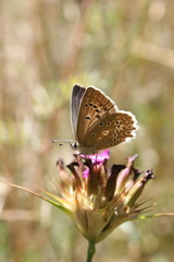 Polyommatus daphnis