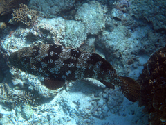 Epinephelus malabaricus