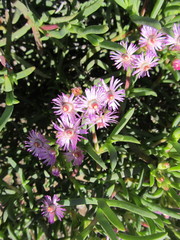Ruschia langebaanensis
