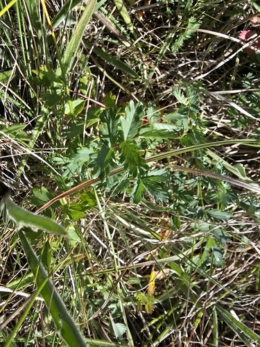 Image of Acaena echinata by (c) Josh, some rights reserved (CC BY)