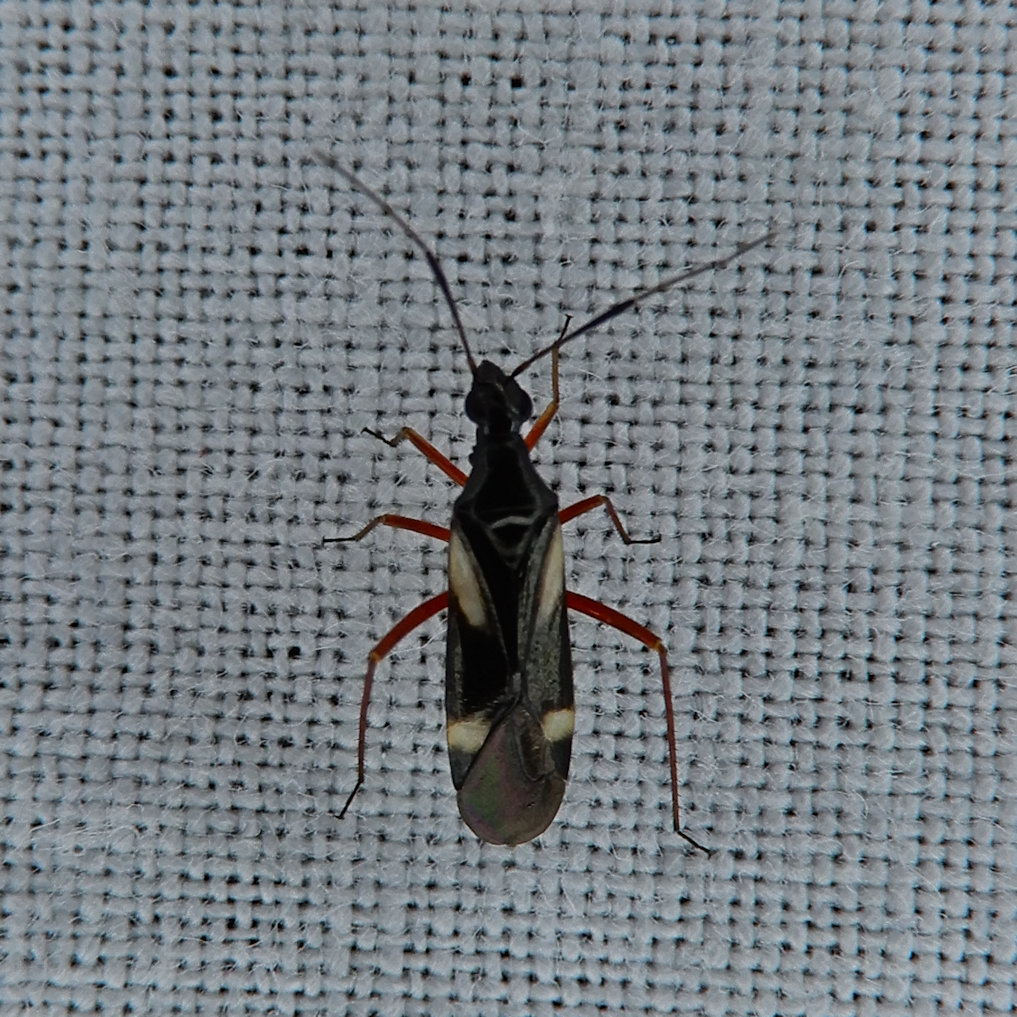 Orectoderus obliquus