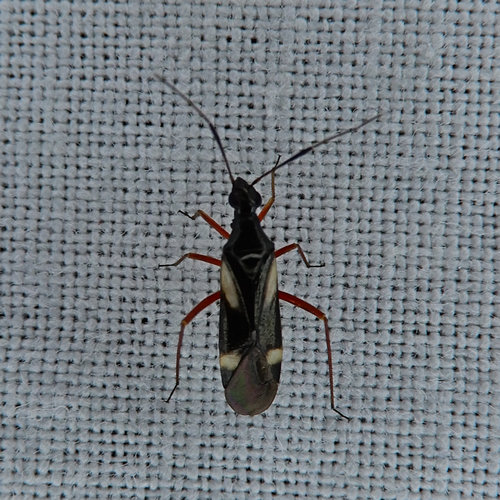 Orectoderus obliquus